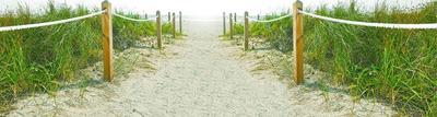 sandy beach walkway surrounded by tall grass on either side