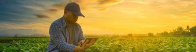 An Indigenous man consults his tablet while kneeling in a field of soybeans